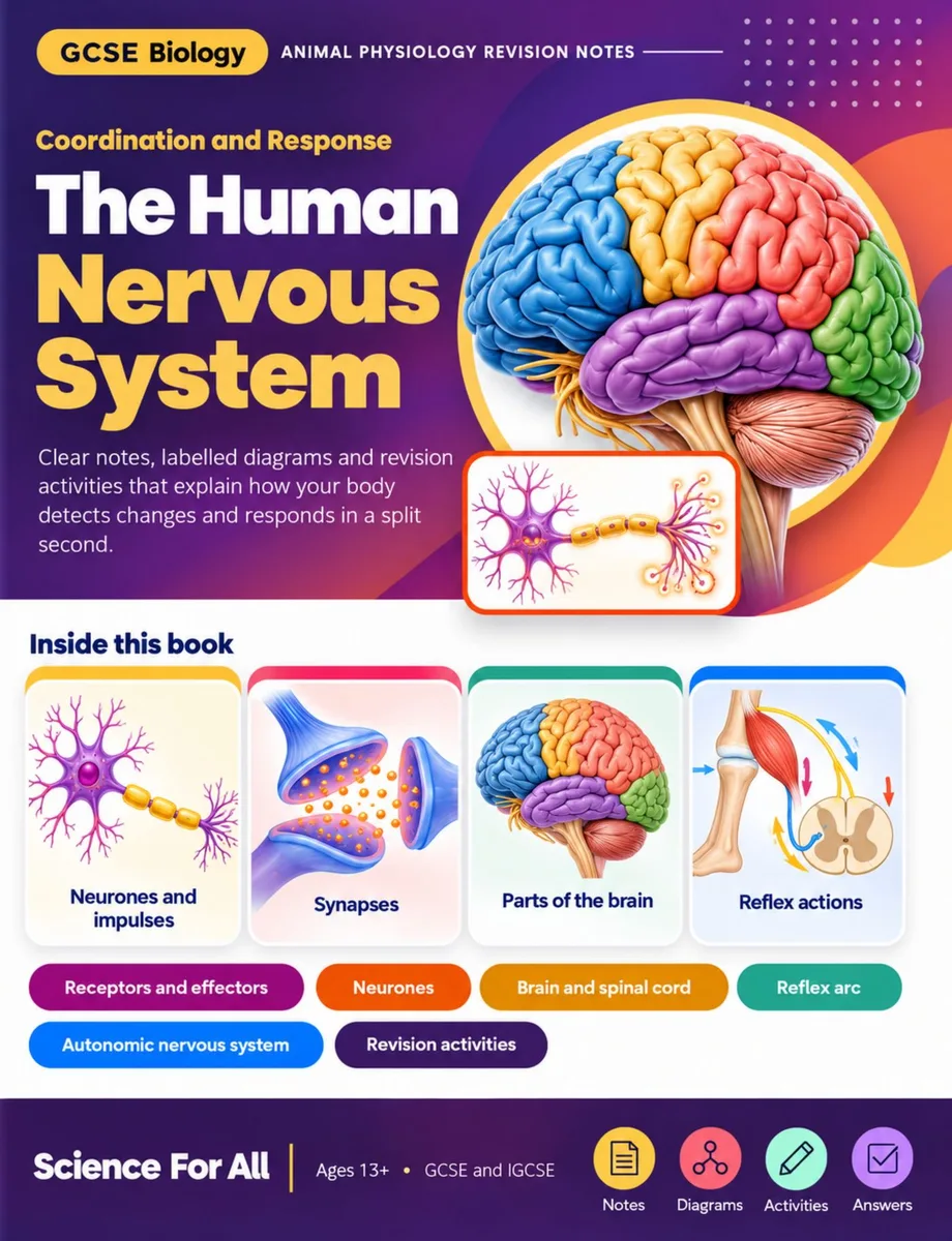 The Nervous System – GCSE Biology Revision Notes cover
