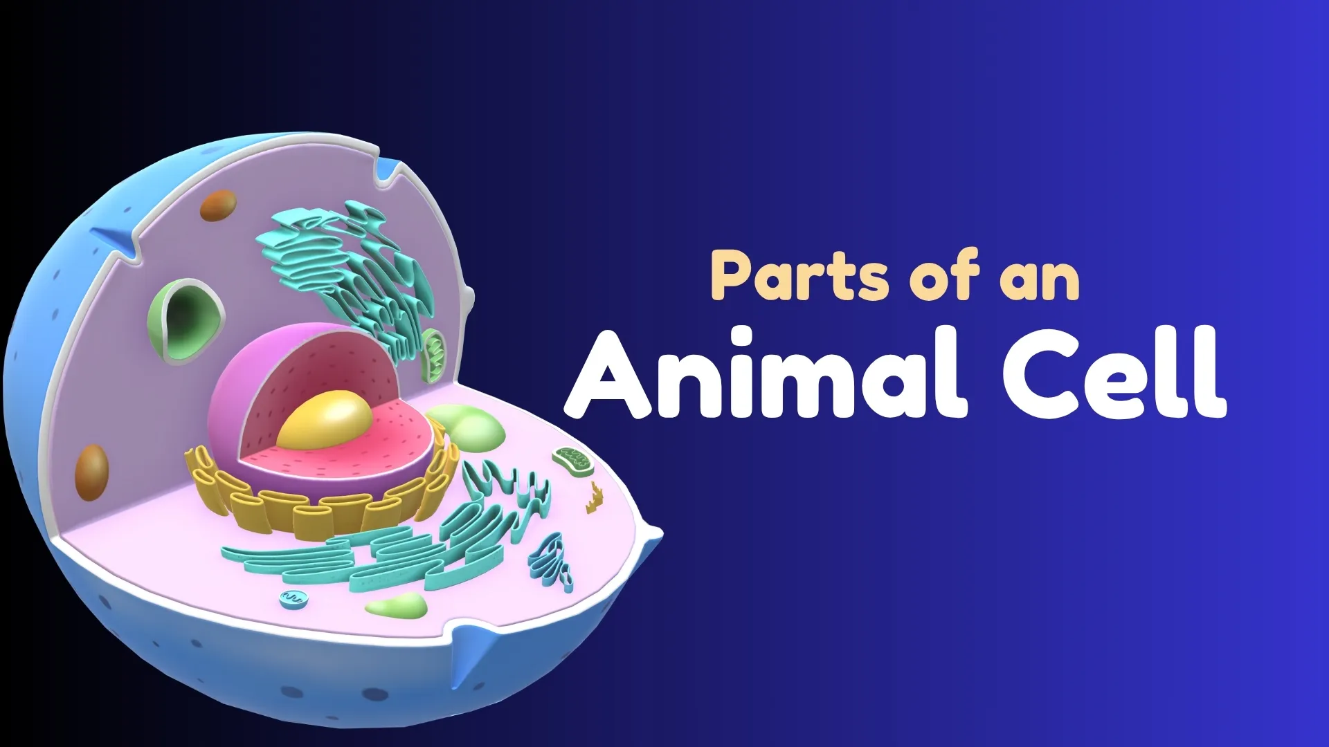 Parts of an Animal Cell - Title