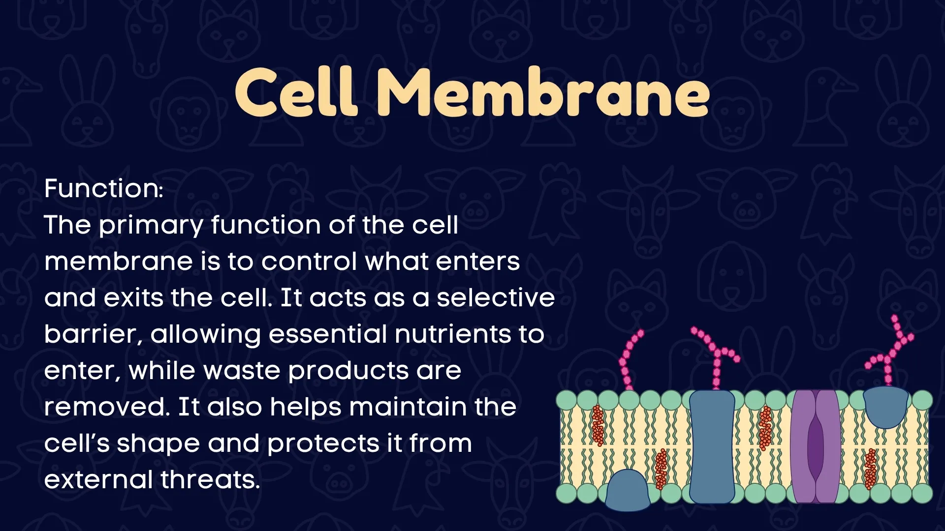 Cell Membrane Function