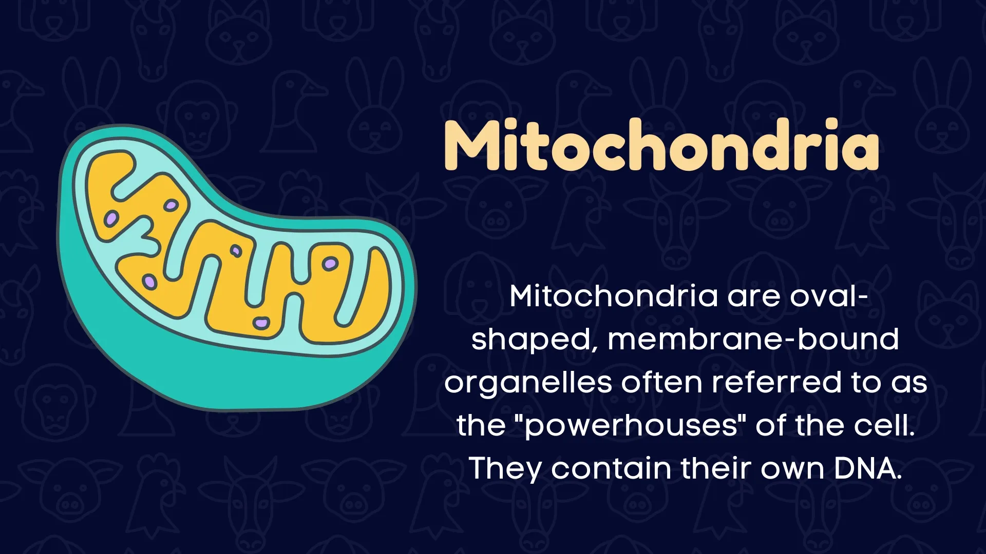 Mitochondria