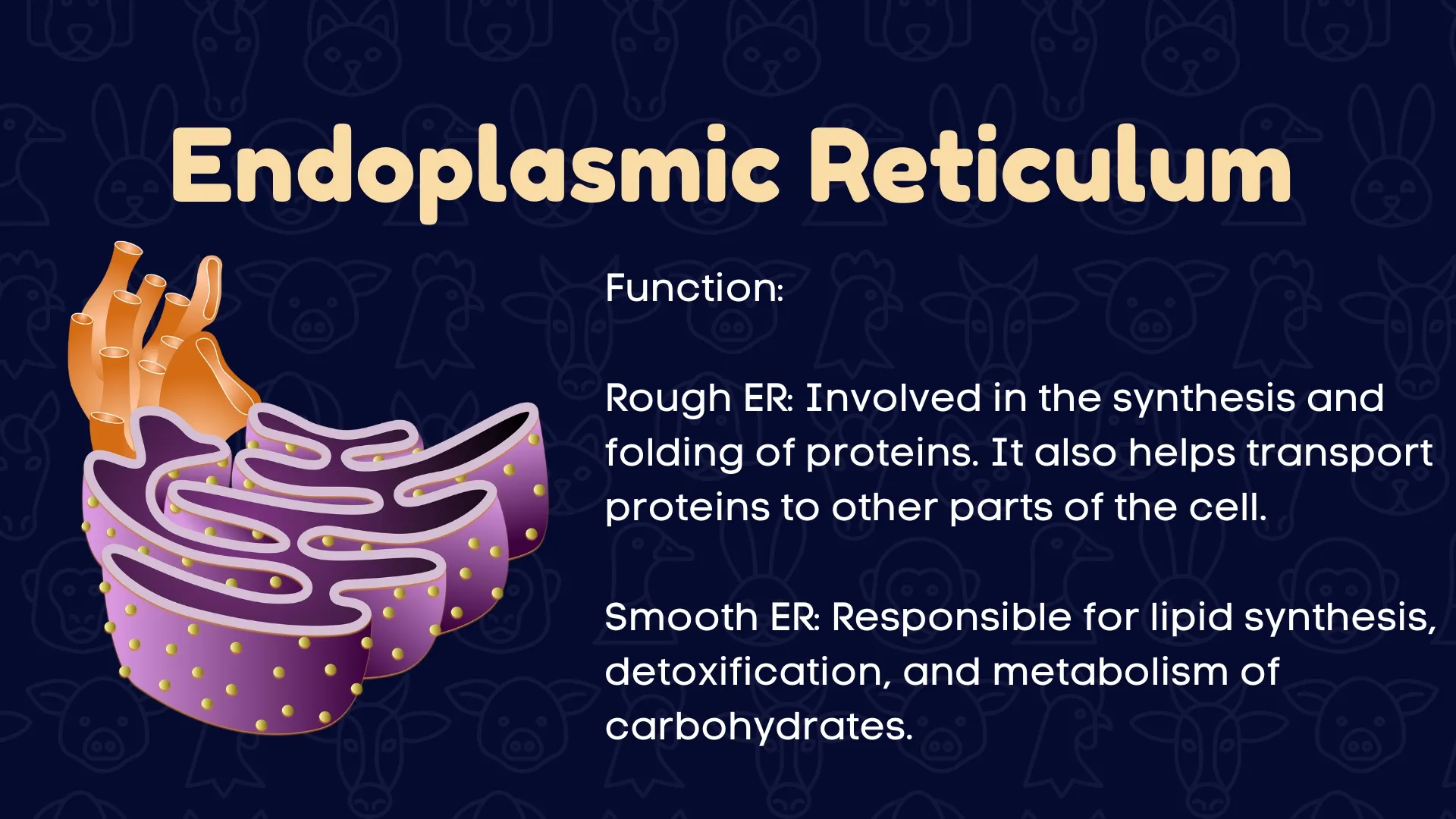 Endoplasmic Reticulum Function