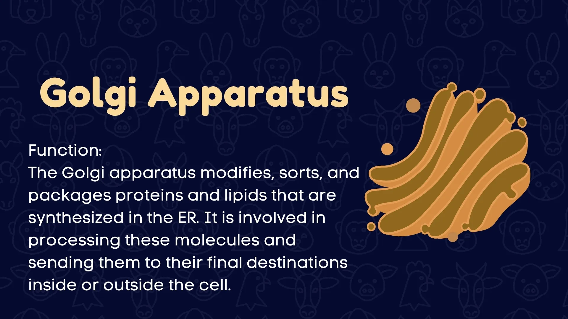 Golgi Apparatus Function