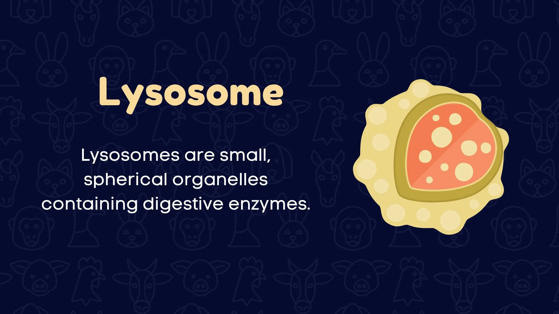 Lysosome