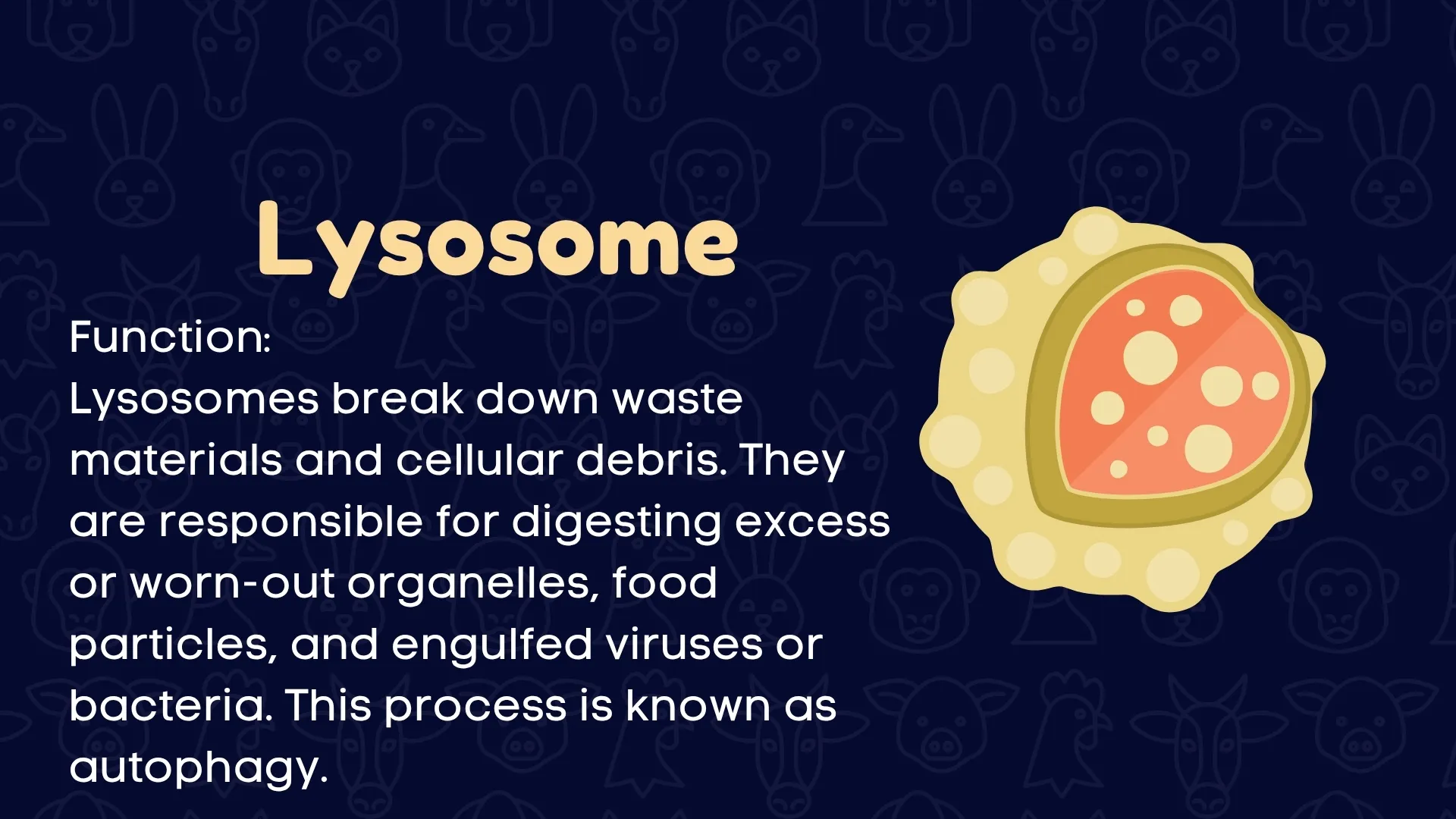 Lysosome Function
