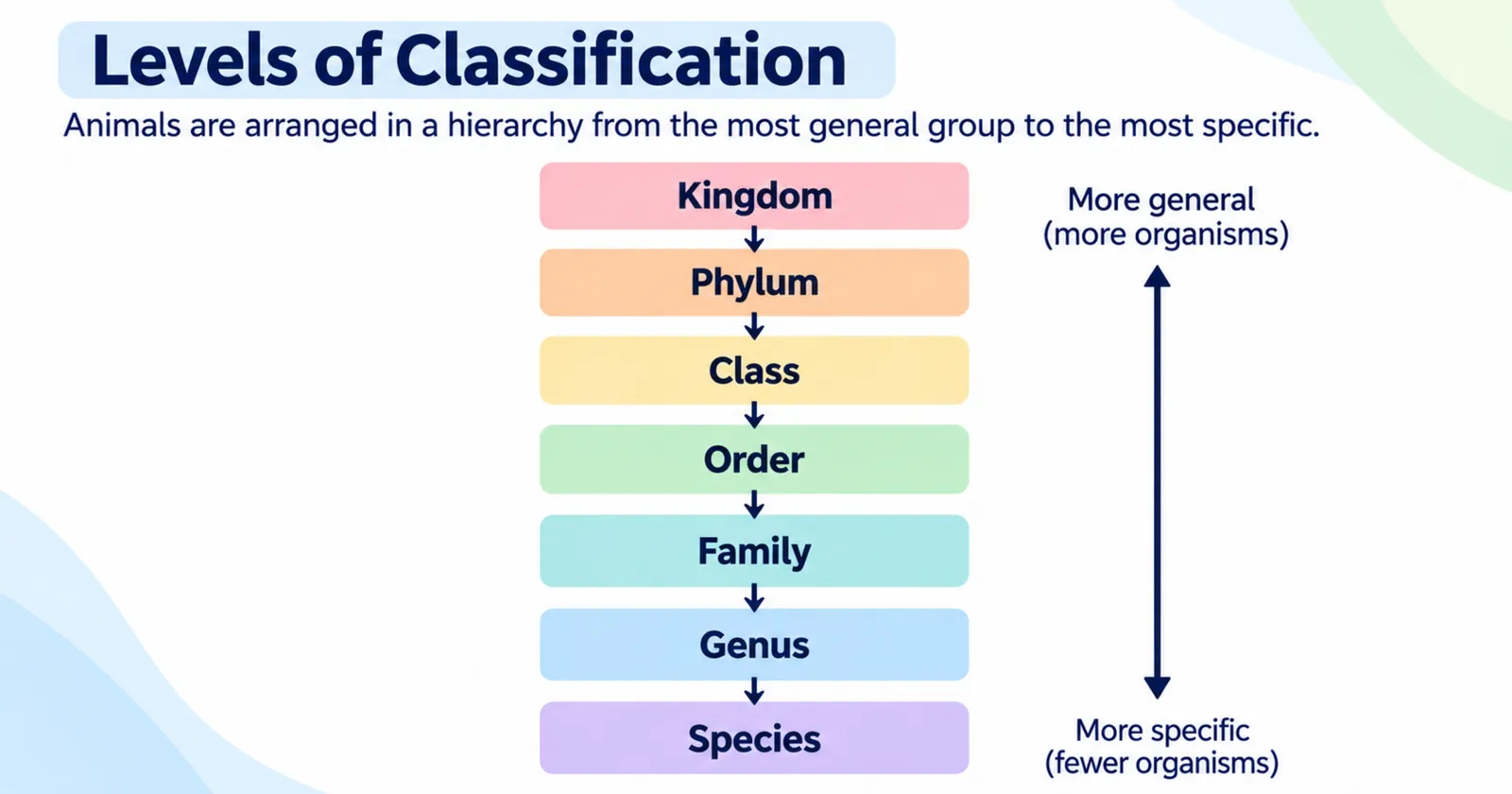Levels of classification: kingdom, phylum, class, order, family, genus, species, from more general to more specific