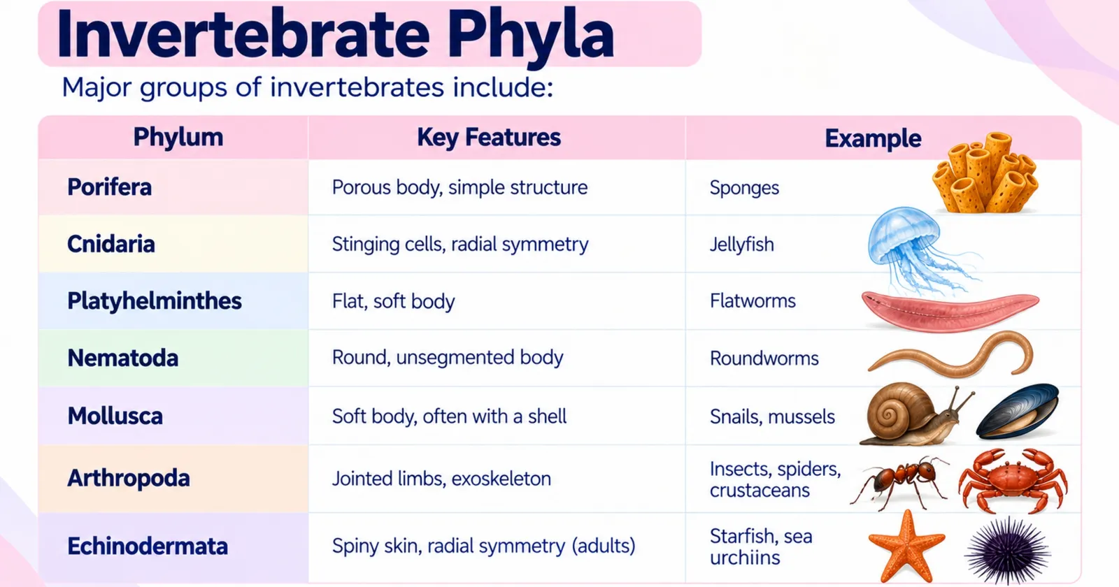 Invertebrate phyla table: Porifera, Cnidaria, Platyhelminthes, Nematoda, Mollusca, Arthropoda and Echinodermata with key features and examples