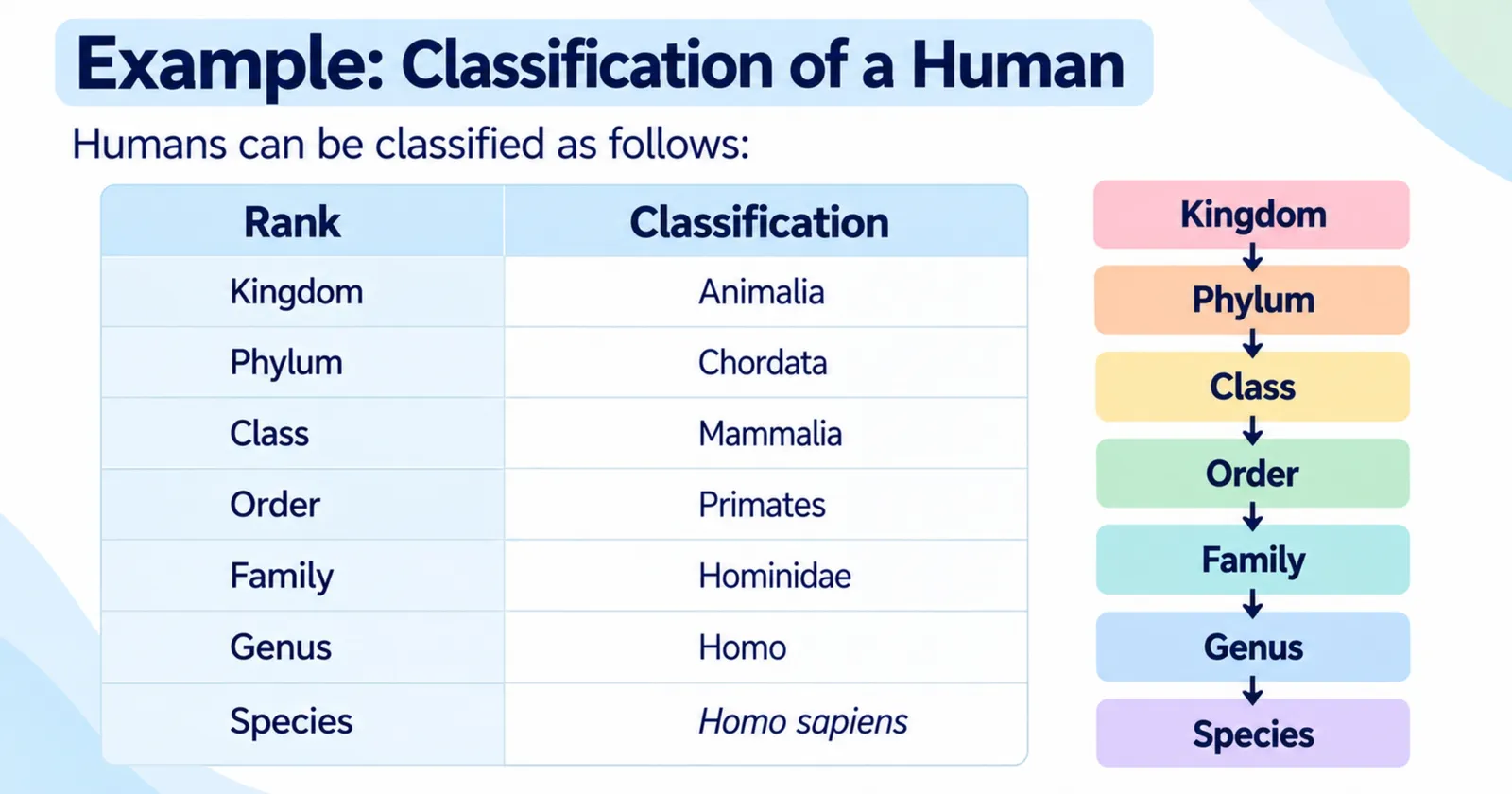 Example: classification of a human from kingdom Animalia down to species Homo sapiens