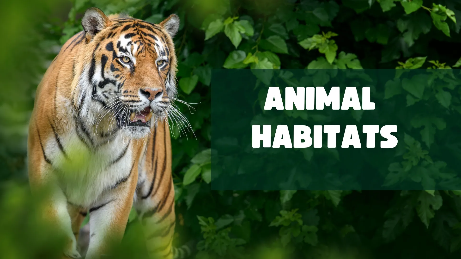 Animal Habitats - Title