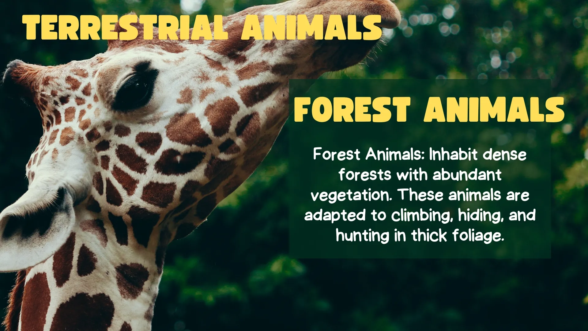Forest Animals