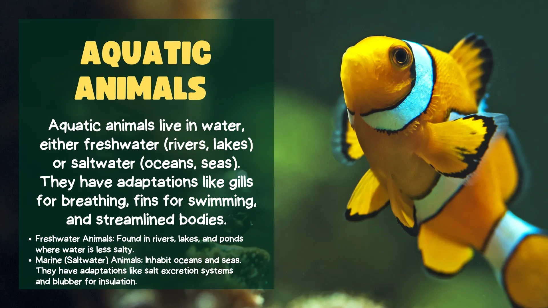 Aquatic Animals