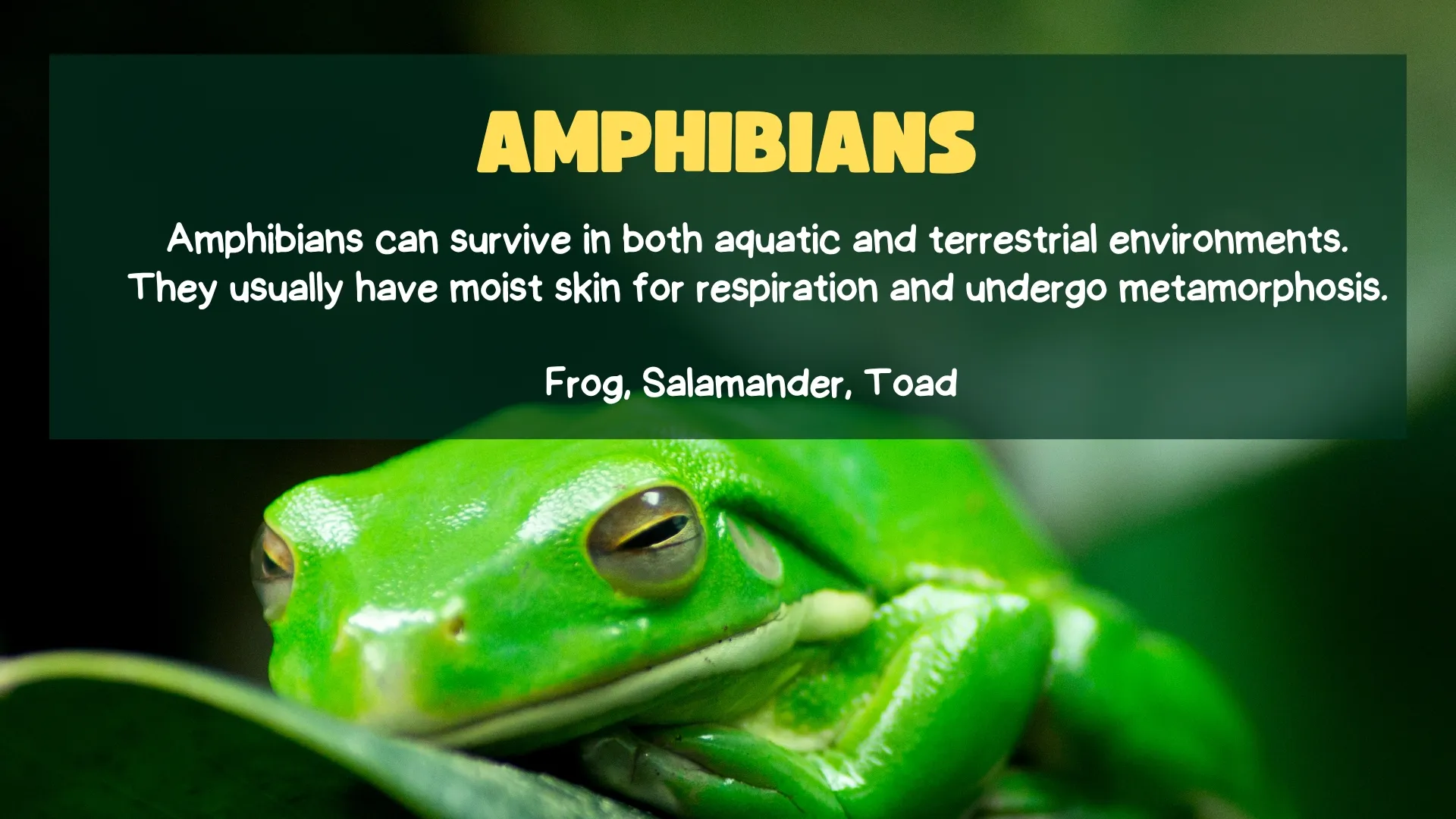 Amphibians