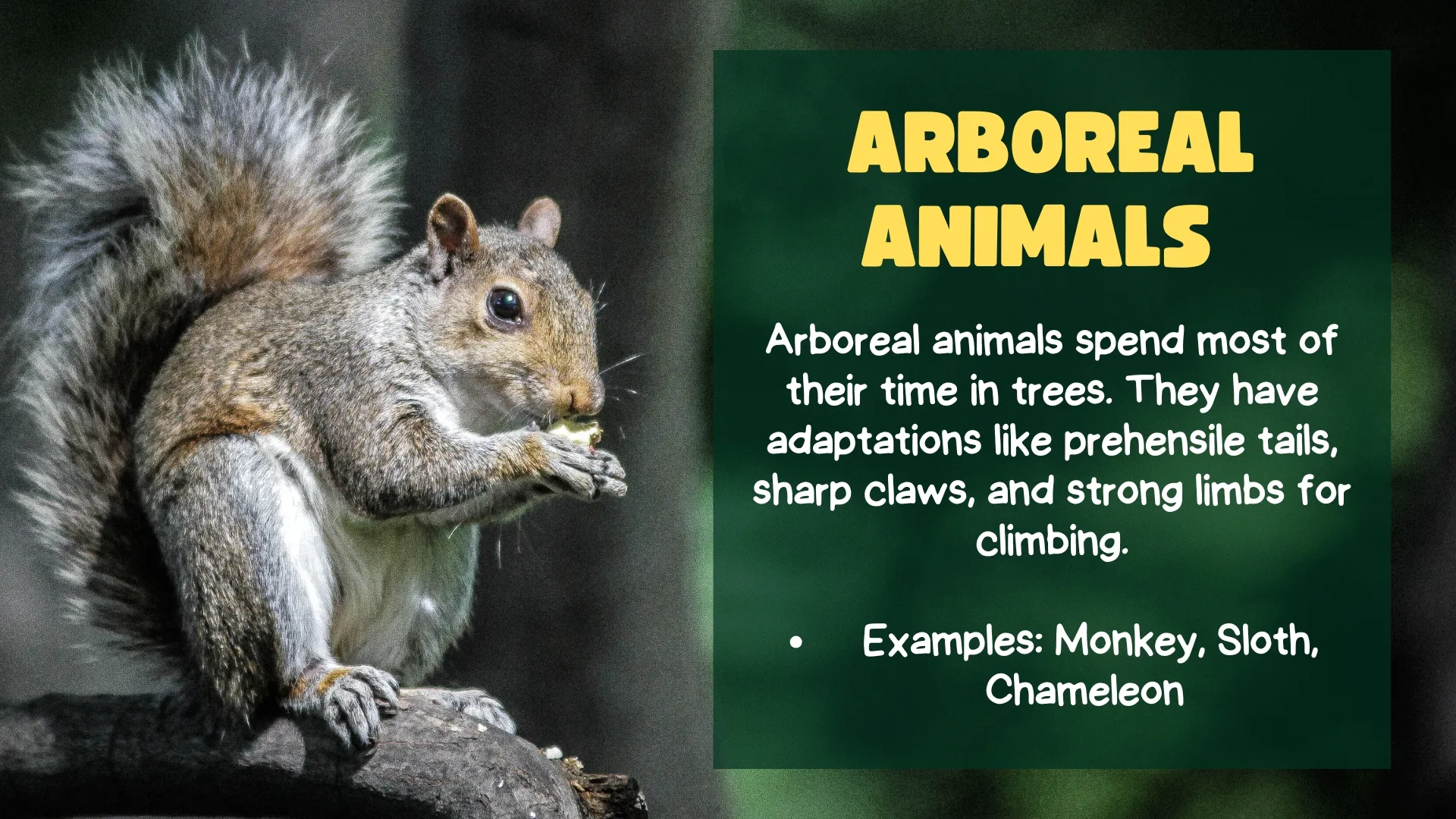 Arboreal Animals