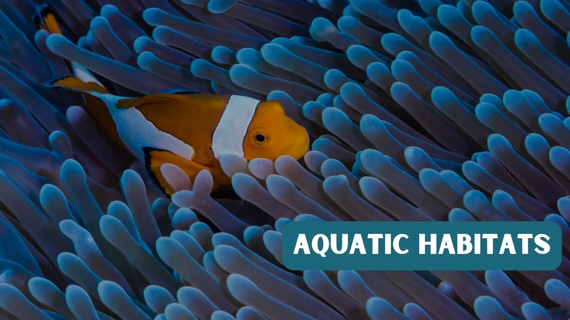 Aquatic Habitats Title