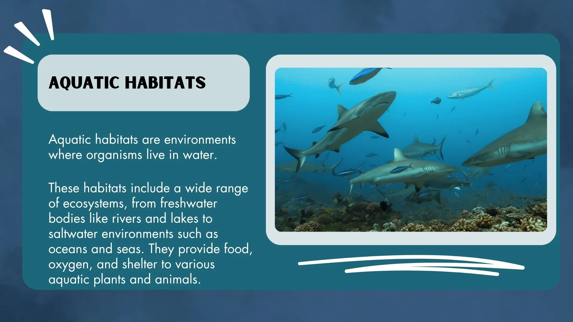 Aquatic Habitats Definition