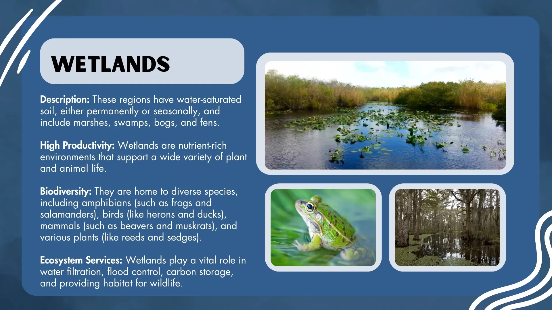Wetlands