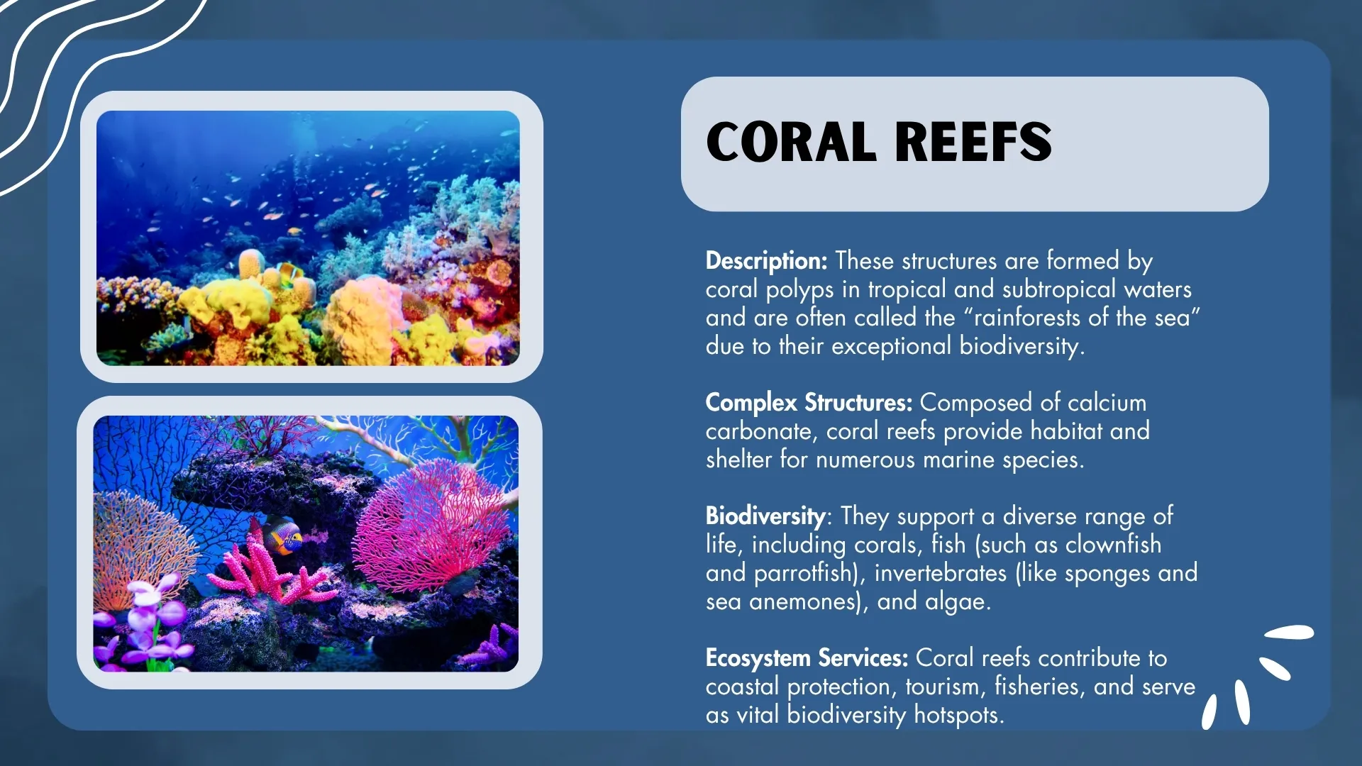 Coral Reefs