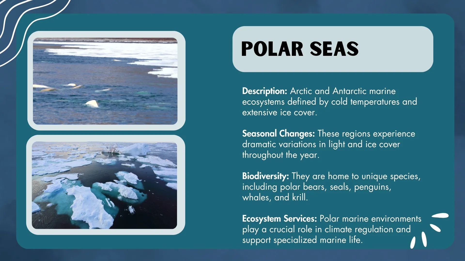 Polar Seas