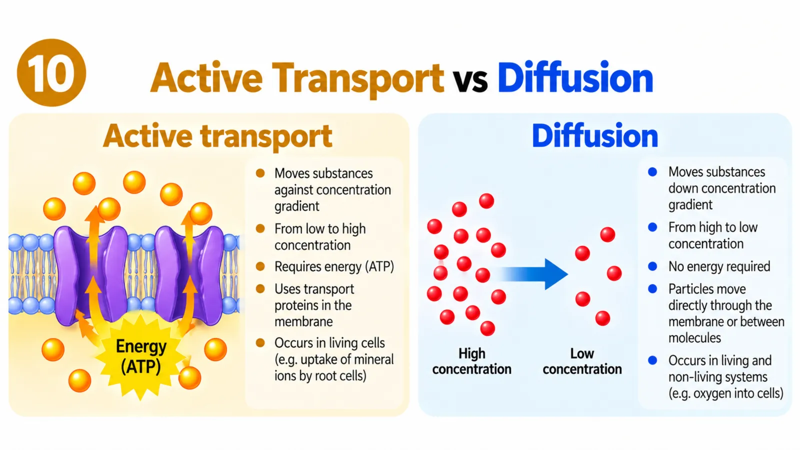 Active transport vs diffusion: carrier proteins using ATP to move substances against the concentration gradient versus passive movement down the gradient