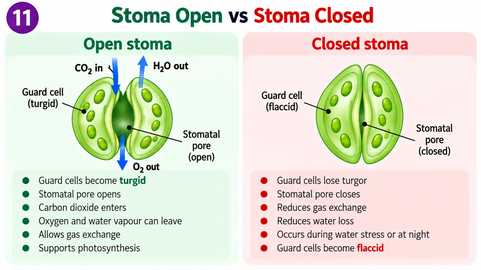 Open stoma with turgid guard cells letting carbon dioxide in and oxygen and water vapour out, versus a closed stoma with flaccid guard cells