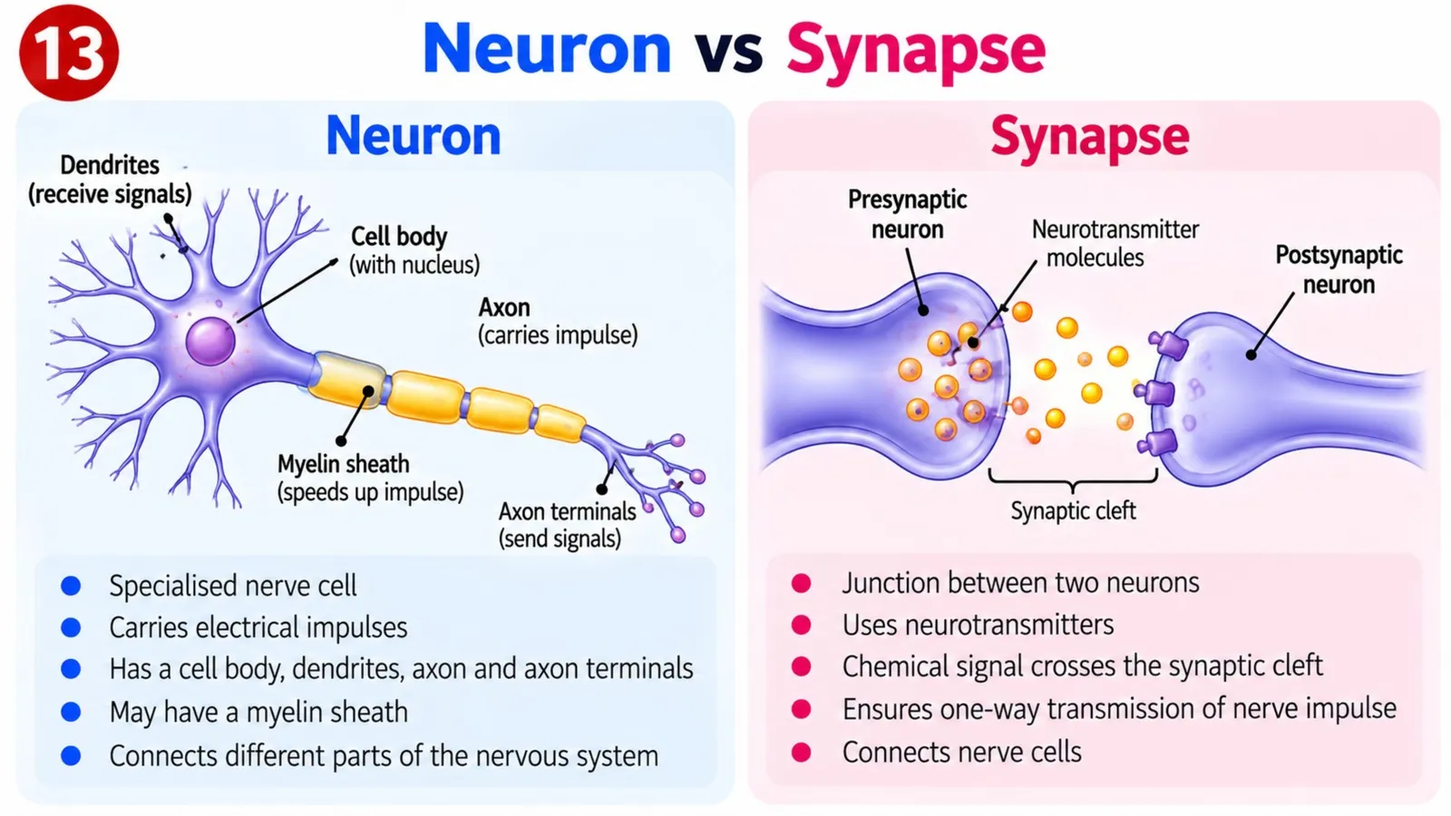 A neuron with dendrites, cell body, myelinated axon and axon terminals, versus a synapse where neurotransmitter crosses the synaptic cleft to the postsynaptic neuron