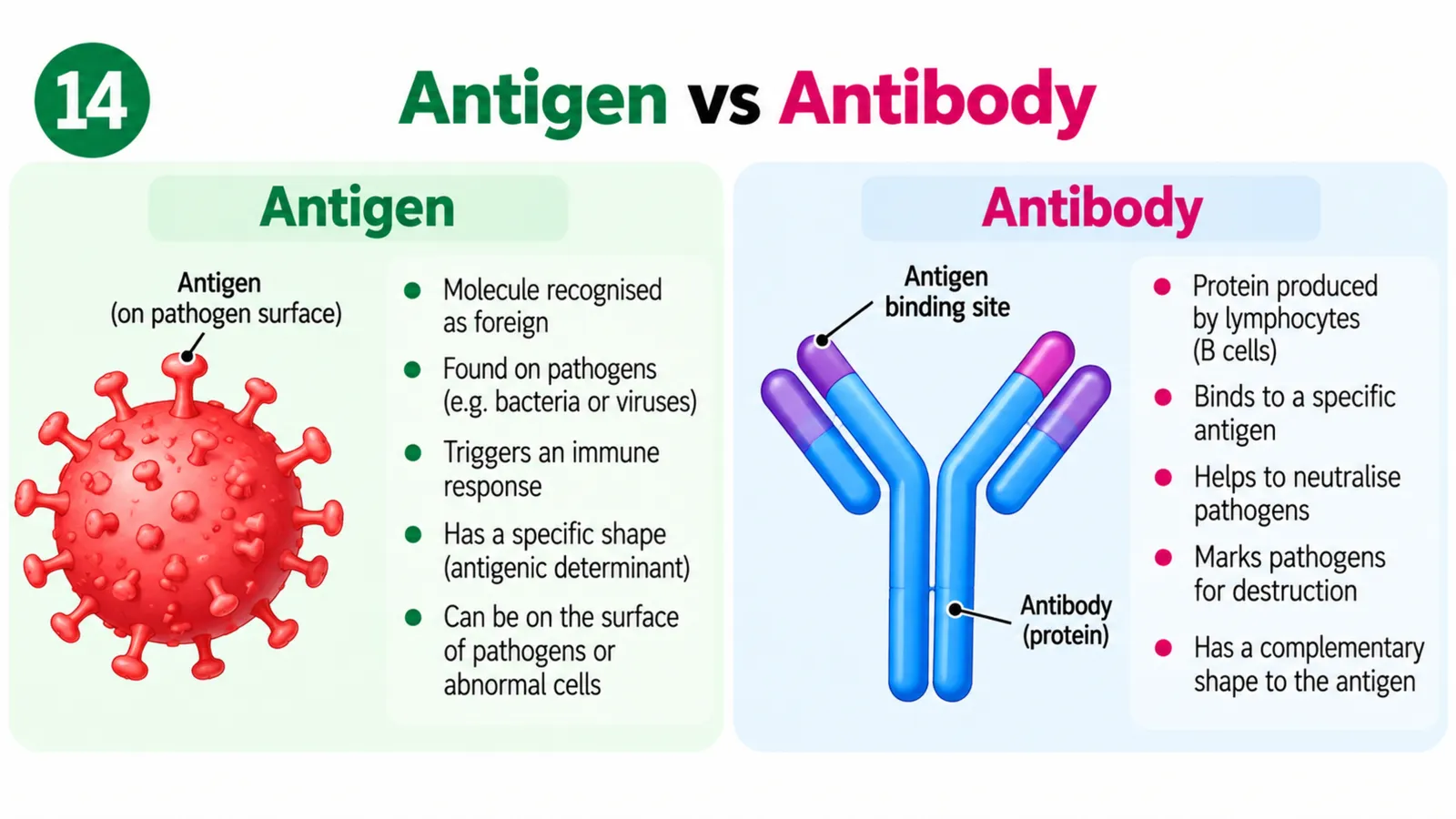 Antigen markers on the surface of a pathogen versus a Y-shaped antibody protein made by lymphocytes with a binding site complementary to one antigen