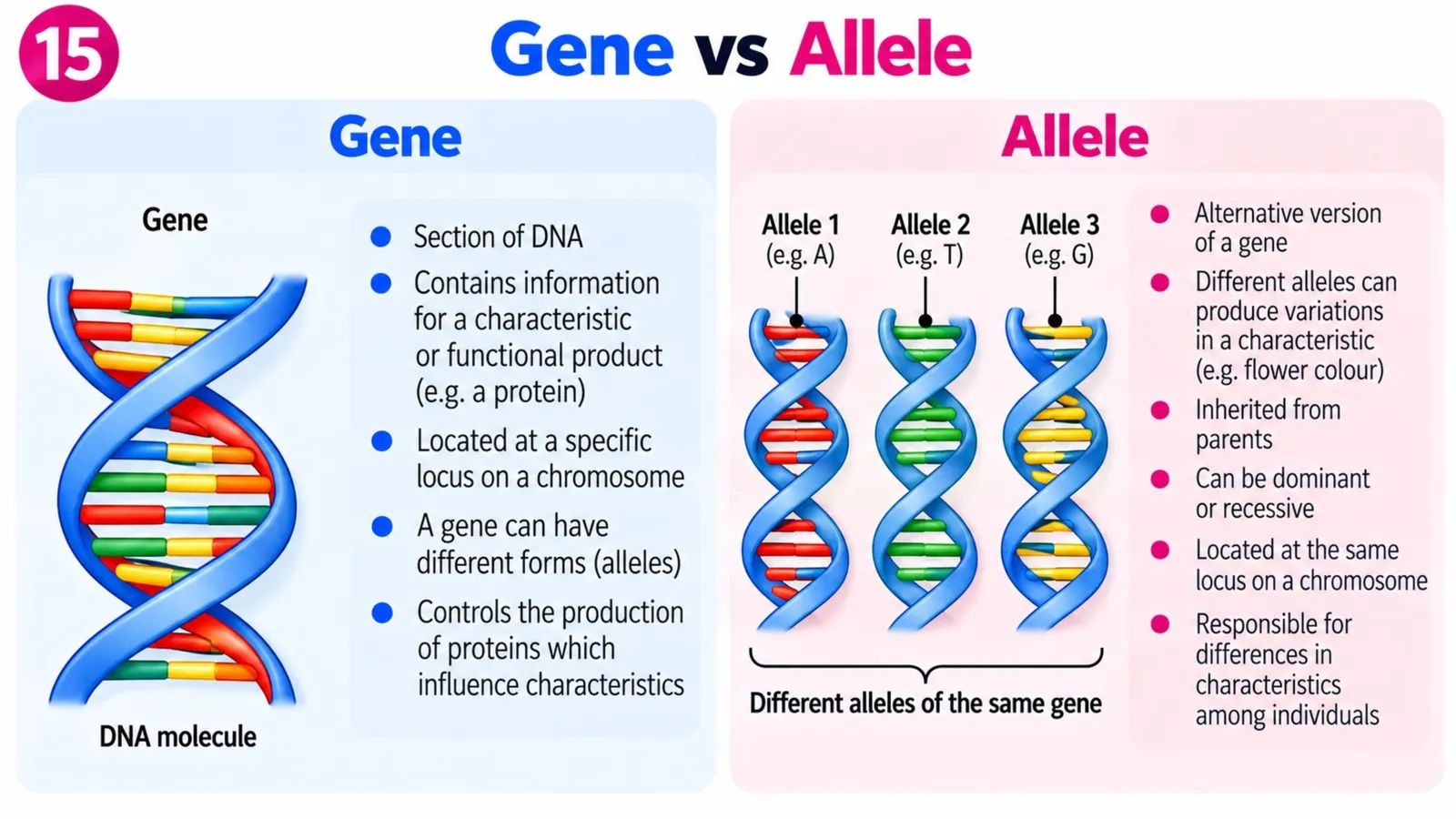 Gene vs allele: a gene is a section of DNA coding for a protein; alleles are different versions of the same gene at the same locus