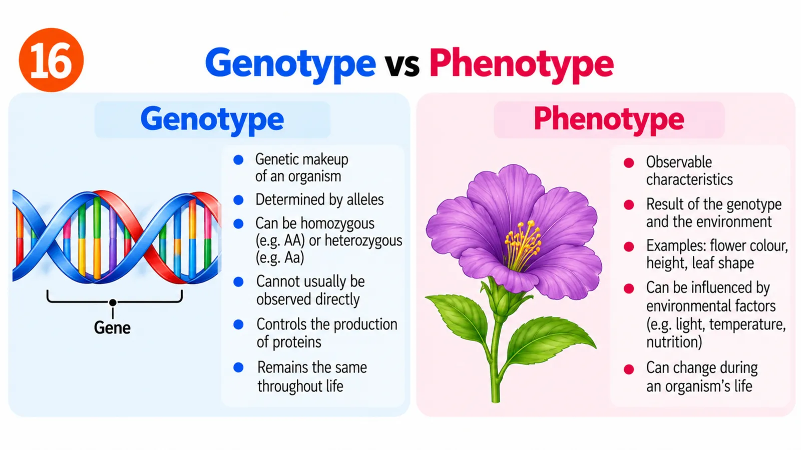 Genotype vs phenotype: genetic makeup written as allele letters such as AA or Aa versus observable characteristics such as flower colour, influenced by the environment