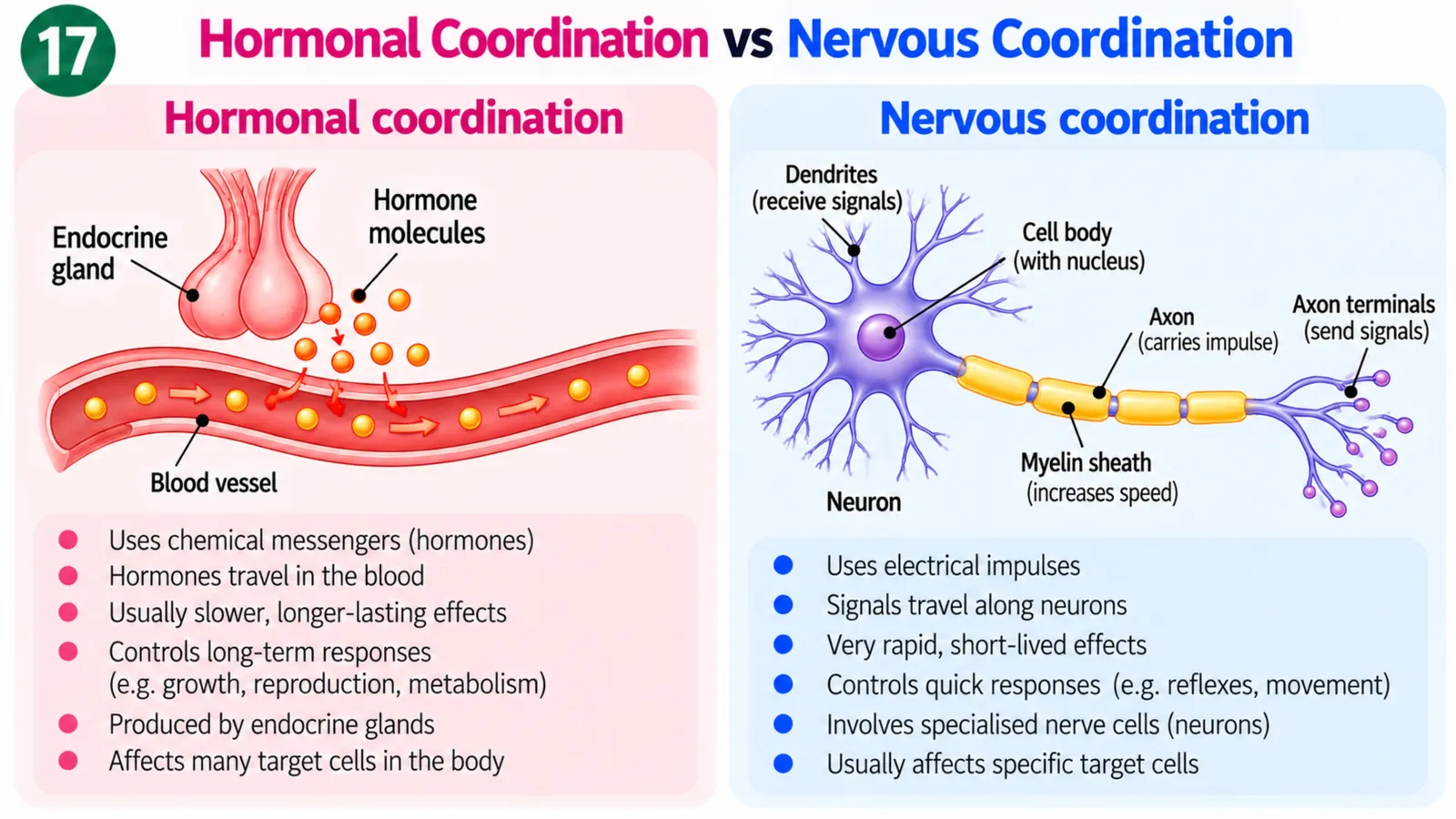 Hormonal coordination by hormones released from an endocrine gland into the blood, versus nervous coordination by fast electrical impulses along neurons