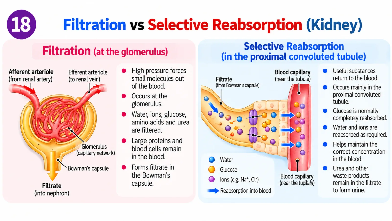 Filtration at the glomerulus into Bowman's capsule versus selective reabsorption of glucose, water and ions in the proximal convoluted tubule