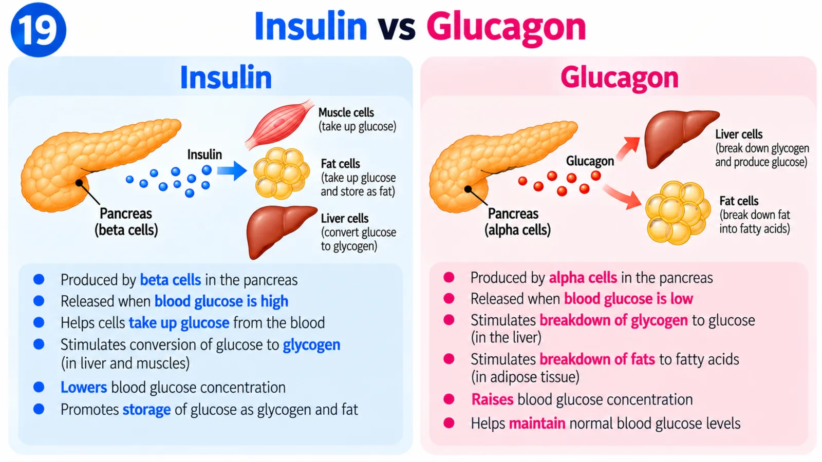 Insulin from pancreas beta cells helping cells take up glucose and store it as glycogen, versus glucagon from alpha cells making the liver break glycogen down into glucose