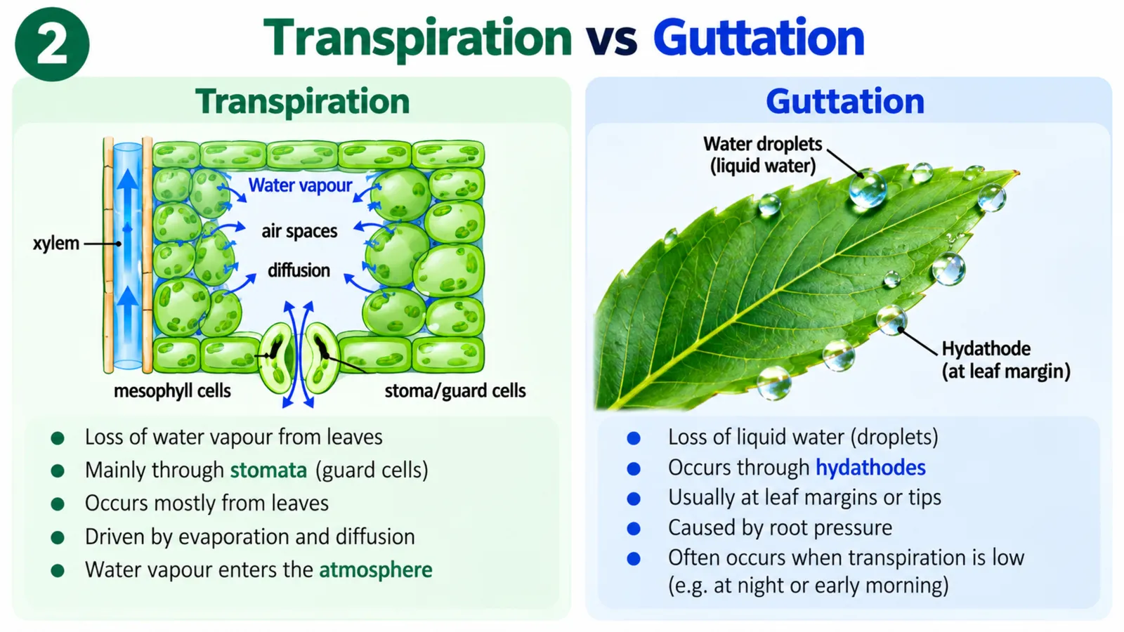 Transpiration vs guttation: water vapour lost through stomata versus liquid water droplets pushed out of hydathodes at leaf margins by root pressure