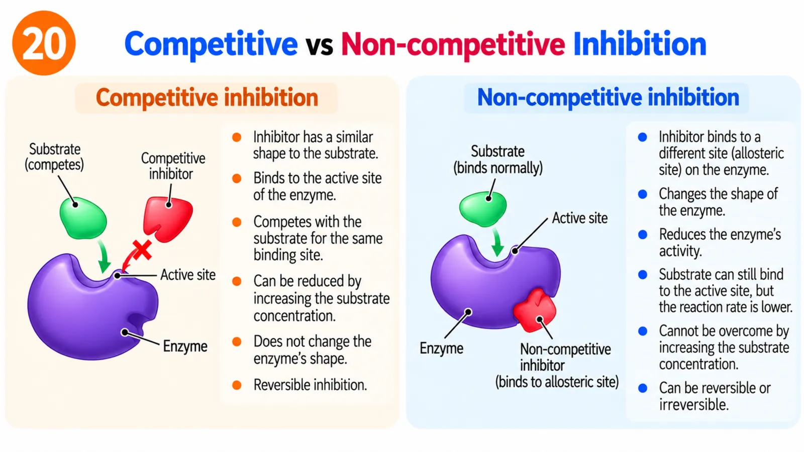 Competitive inhibitor blocking the enzyme active site versus a non-competitive inhibitor binding to an allosteric site and changing the active site shape