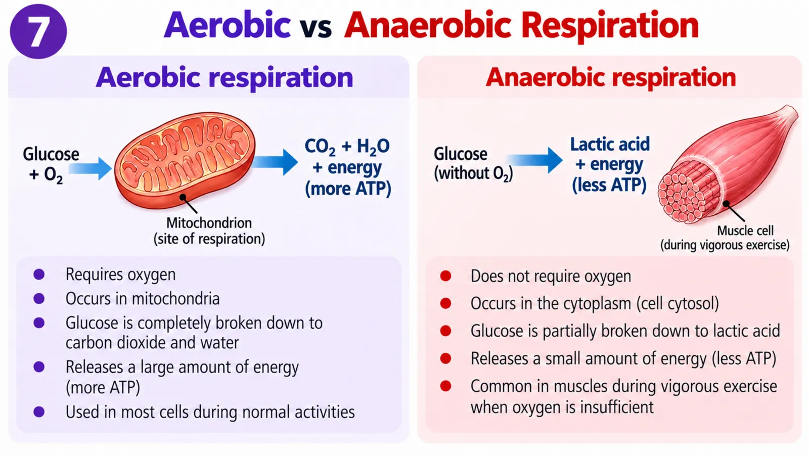 Aerobic respiration in mitochondria breaking glucose down completely to carbon dioxide and water, versus anaerobic respiration in muscle cytoplasm making lactic acid and less ATP