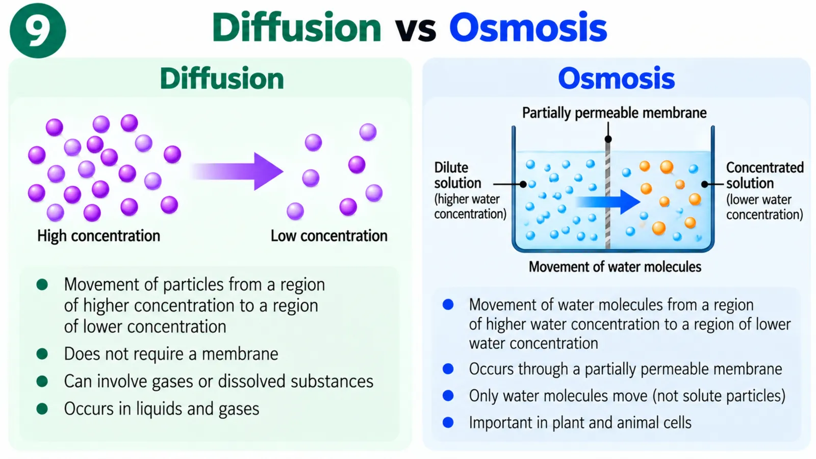 Diffusion vs osmosis: particles spreading from high to low concentration versus water moving through a partially permeable membrane from a dilute to a concentrated solution