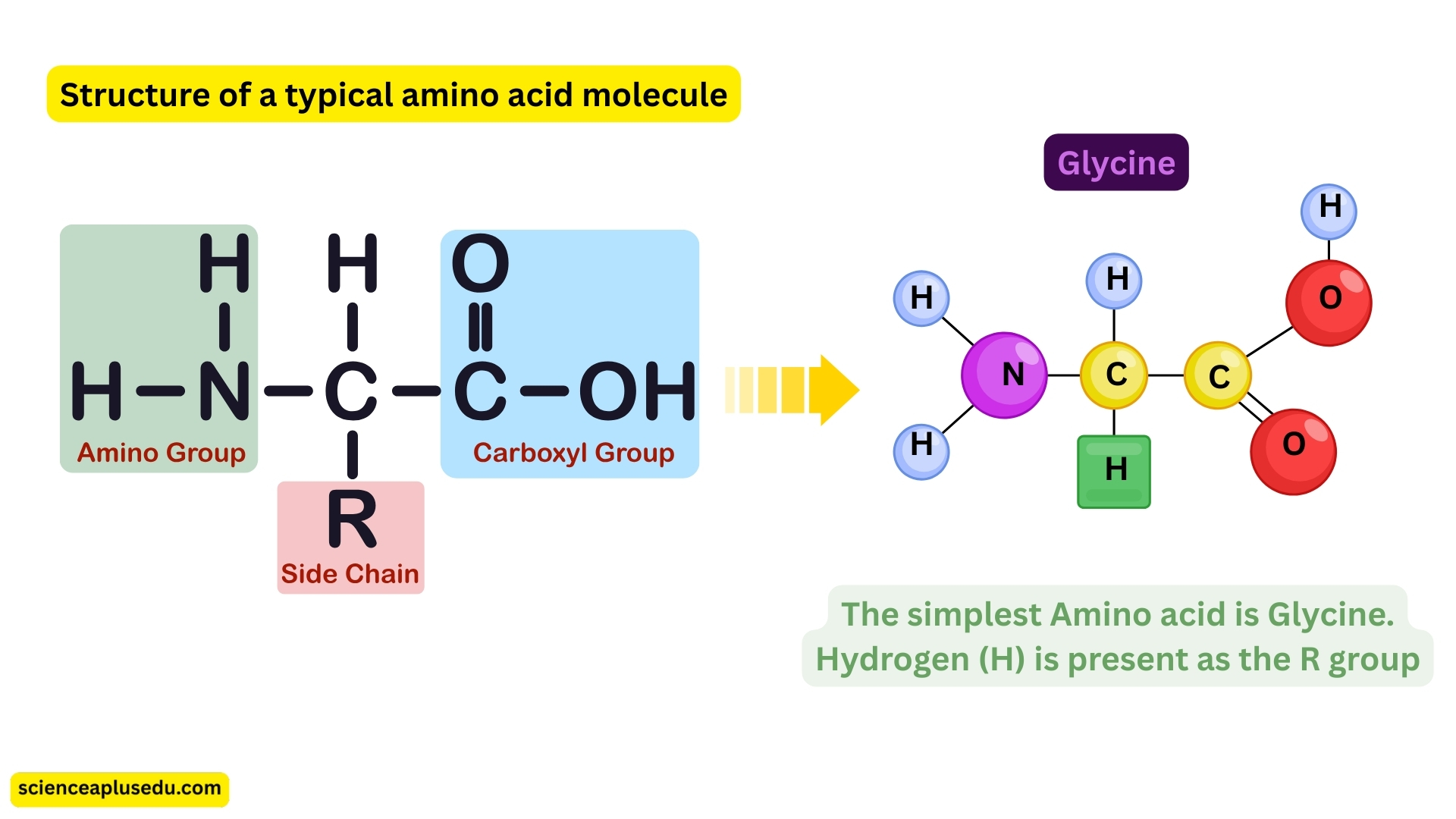 Structure of a typical amino acid molecule showing amino group, carboxyl group, and R group with Glycine example