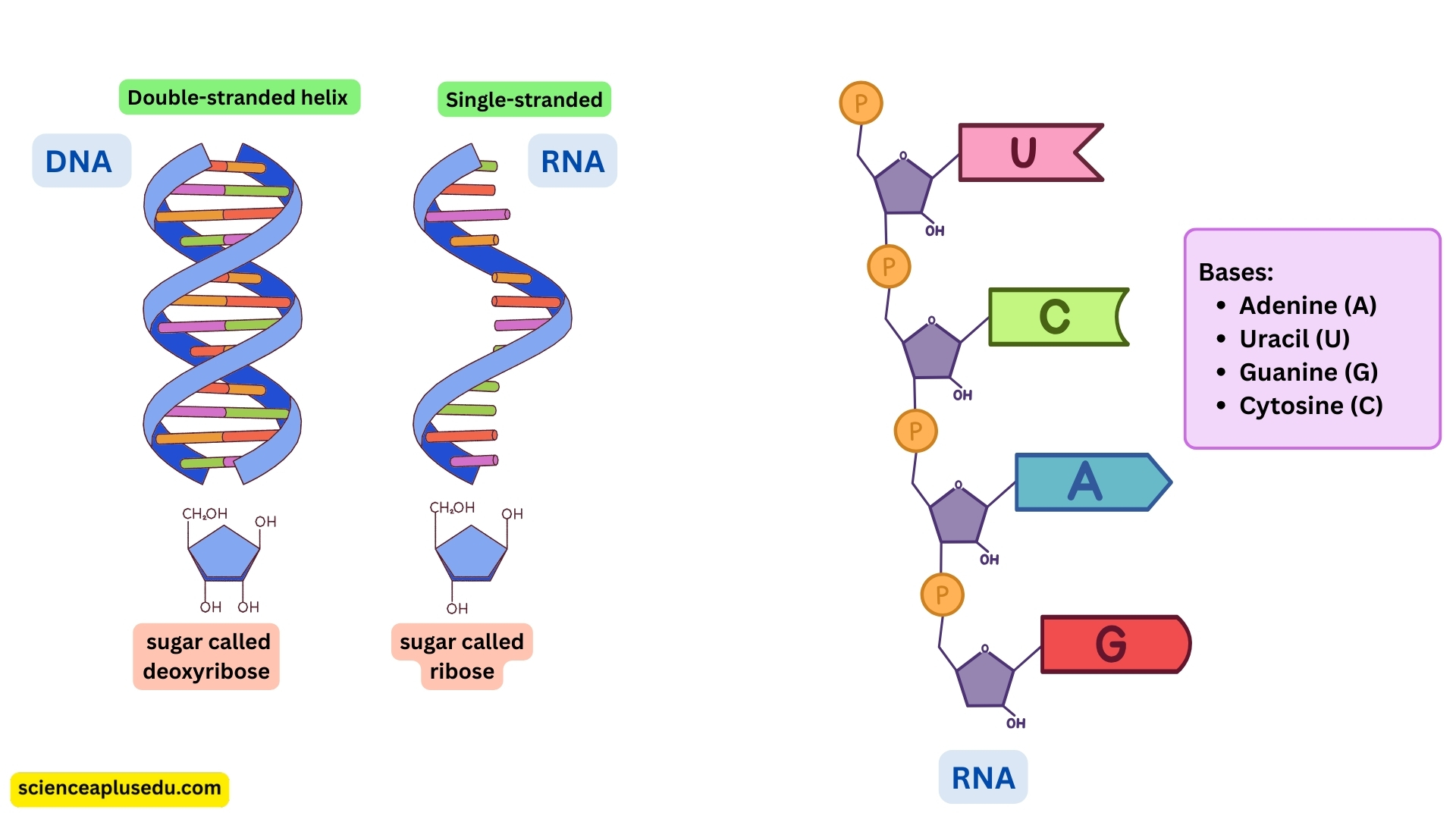 Comparison of DNA and RNA structure showing double-stranded helix vs single-stranded, deoxyribose vs ribose sugar