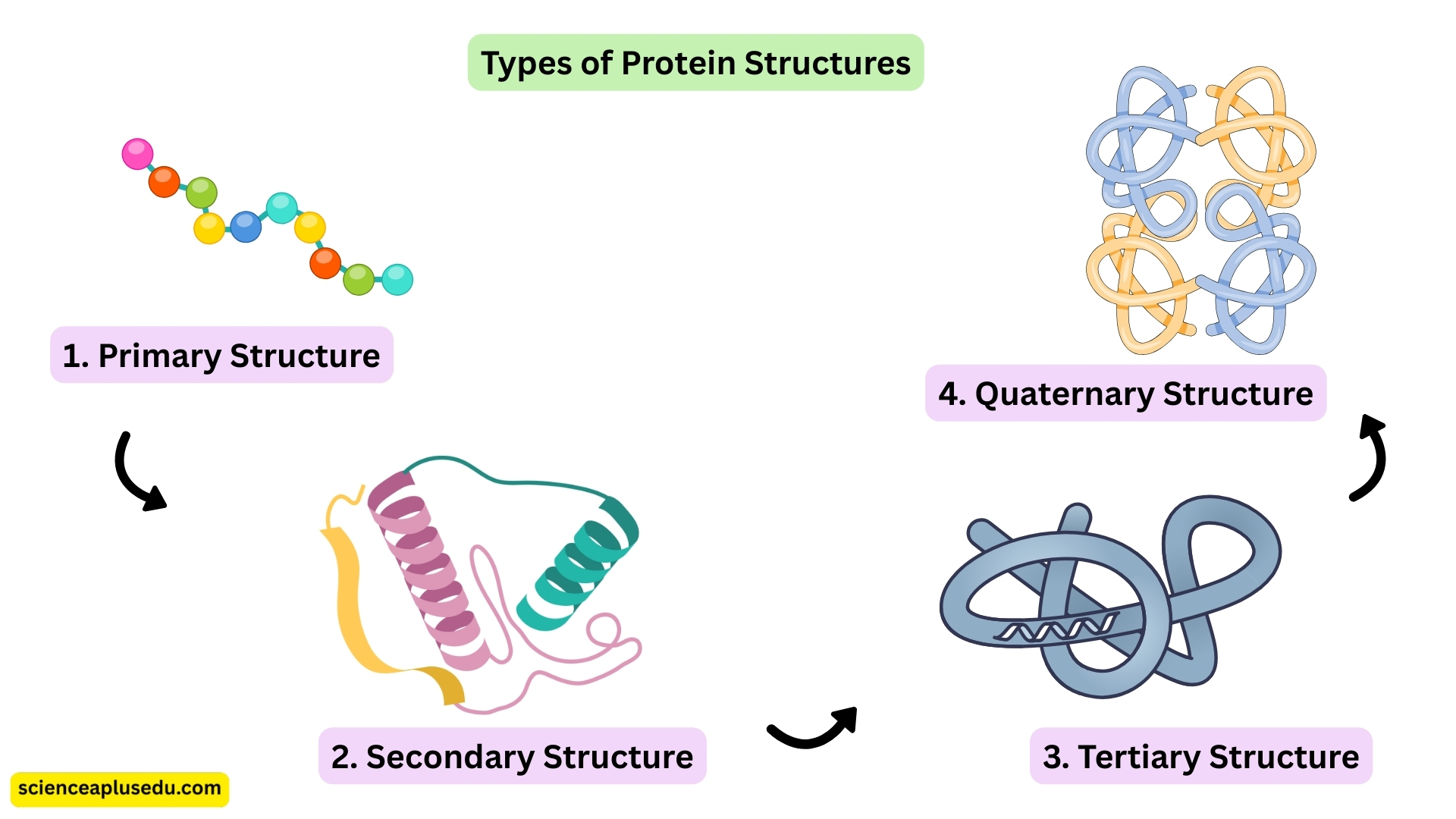 Types of Protein Structures showing Primary, Secondary, Tertiary, and Quaternary structures