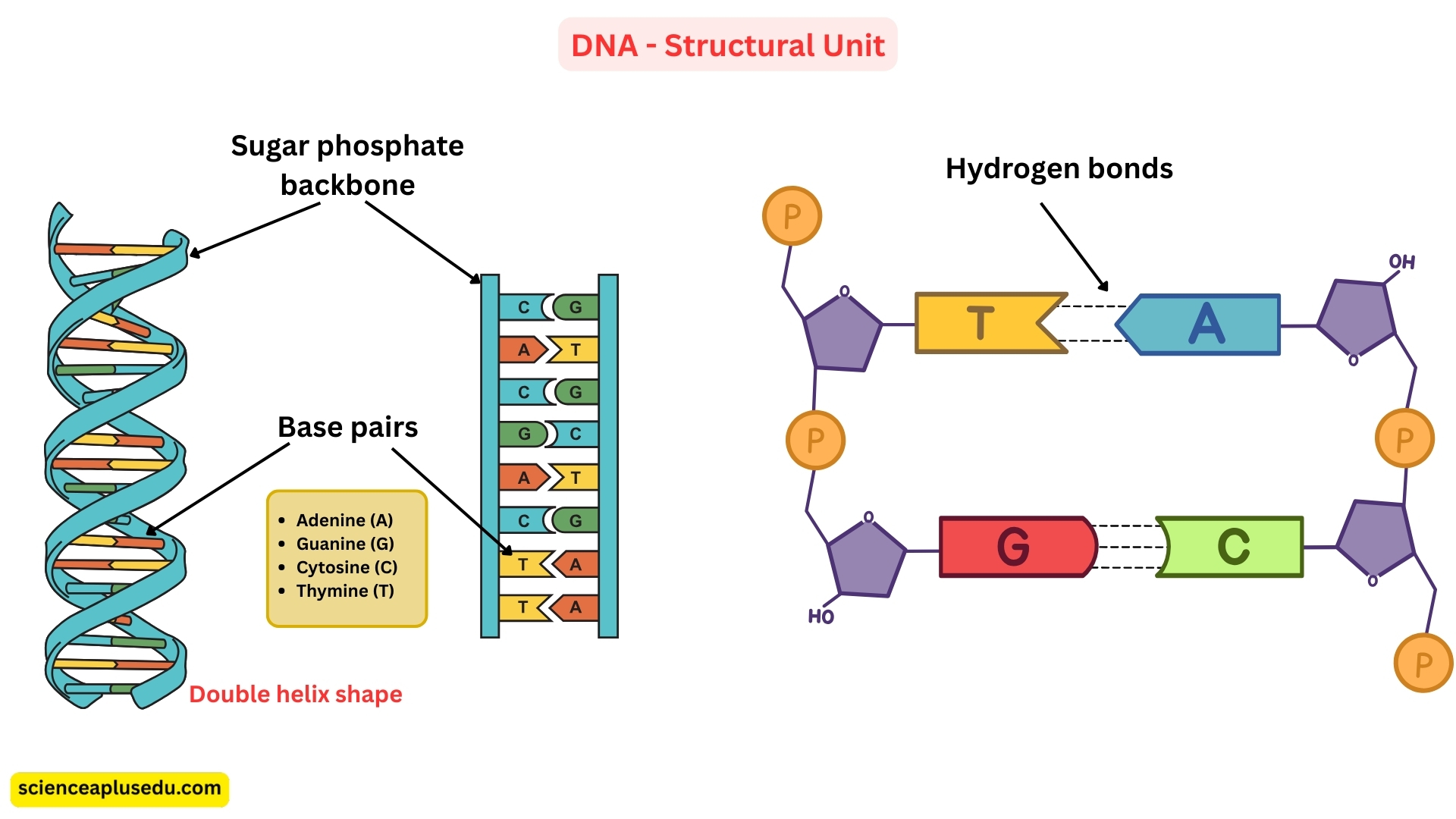 DNA structural unit showing double helix shape with sugar phosphate backbone and base pairs