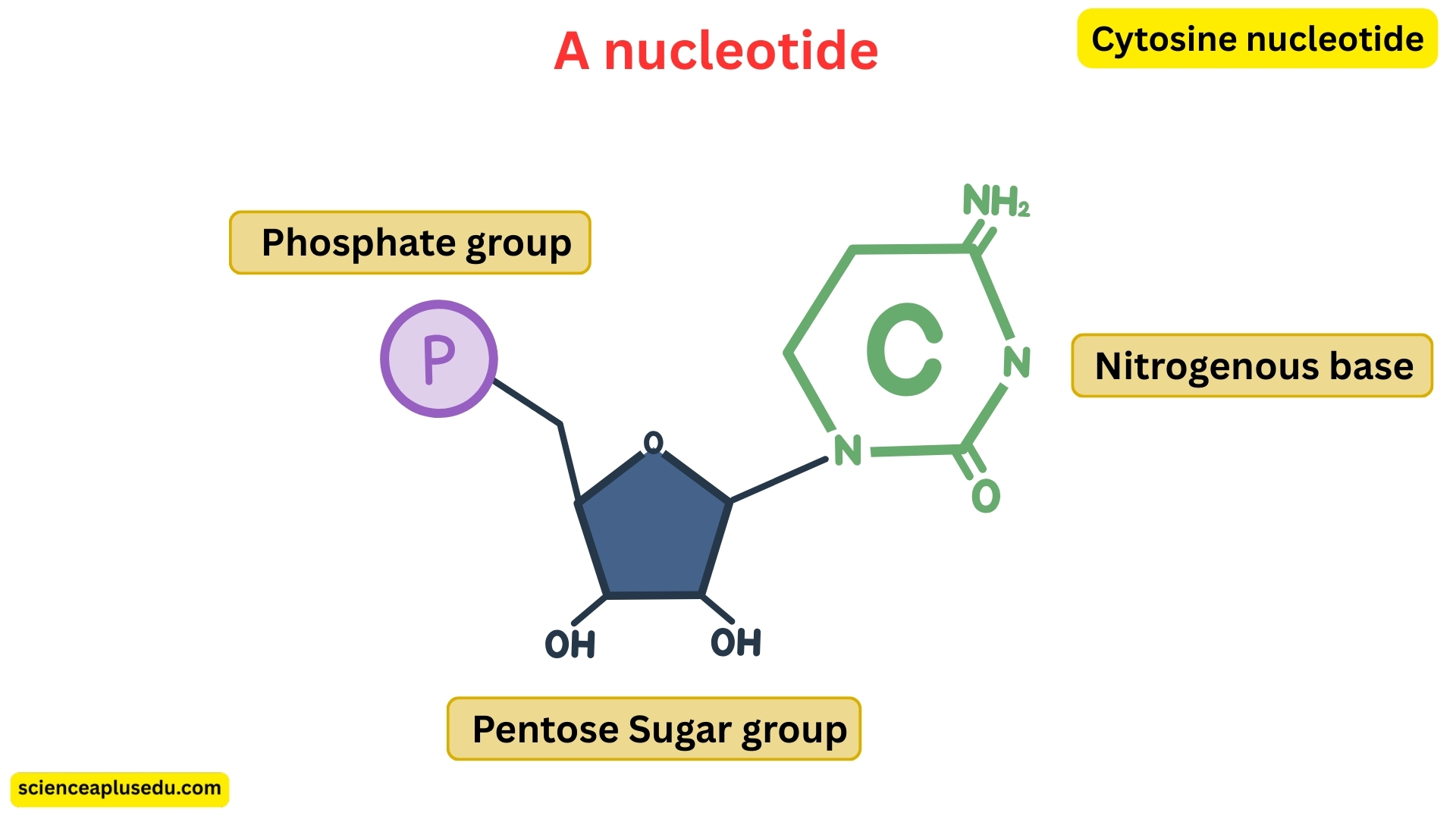 Structure of a nucleotide showing phosphate group, pentose sugar, and nitrogenous base (cytosine)