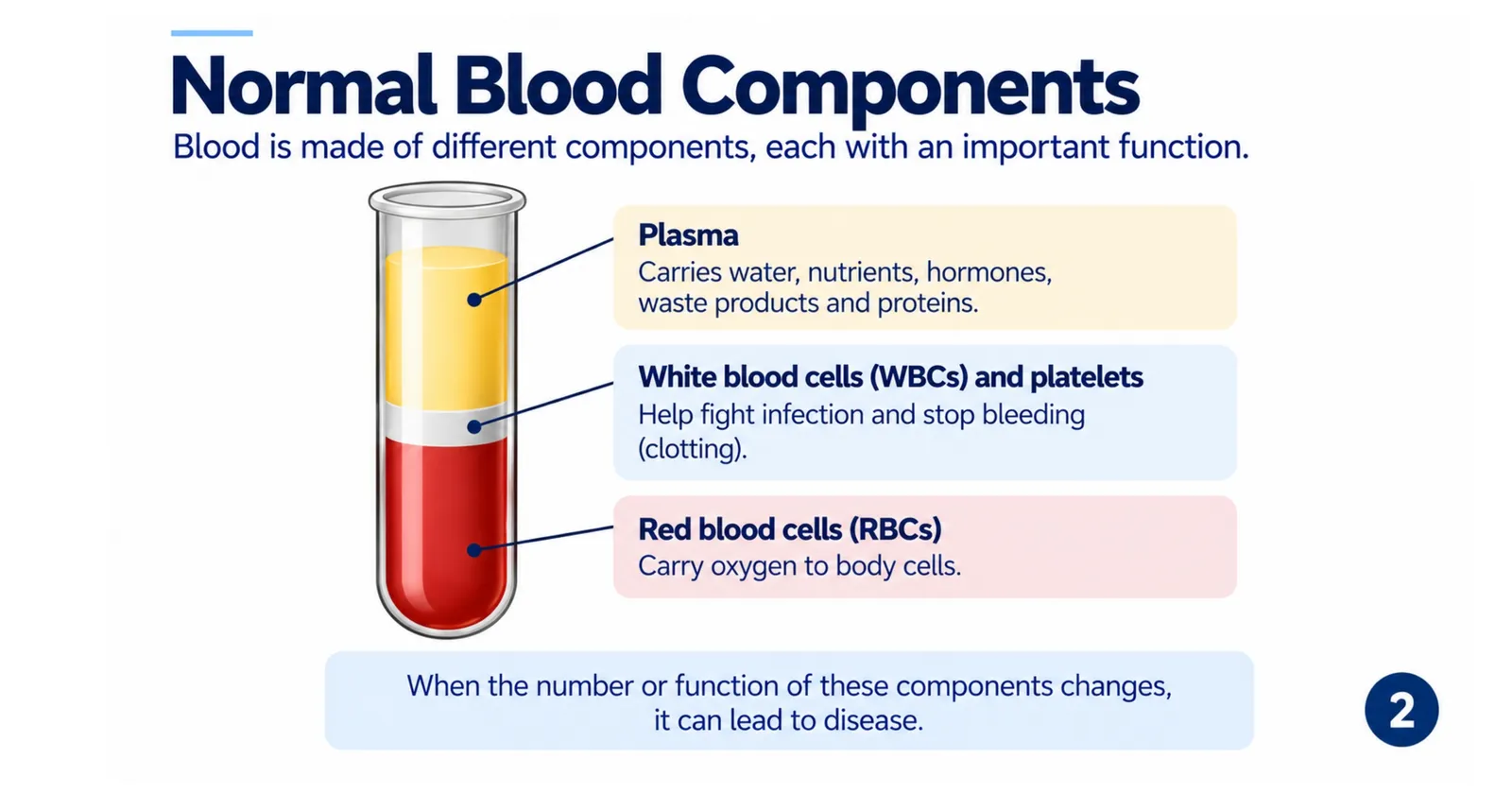 Normal blood components in a test tube: plasma, white blood cells and platelets, and red blood cells, with the job of each