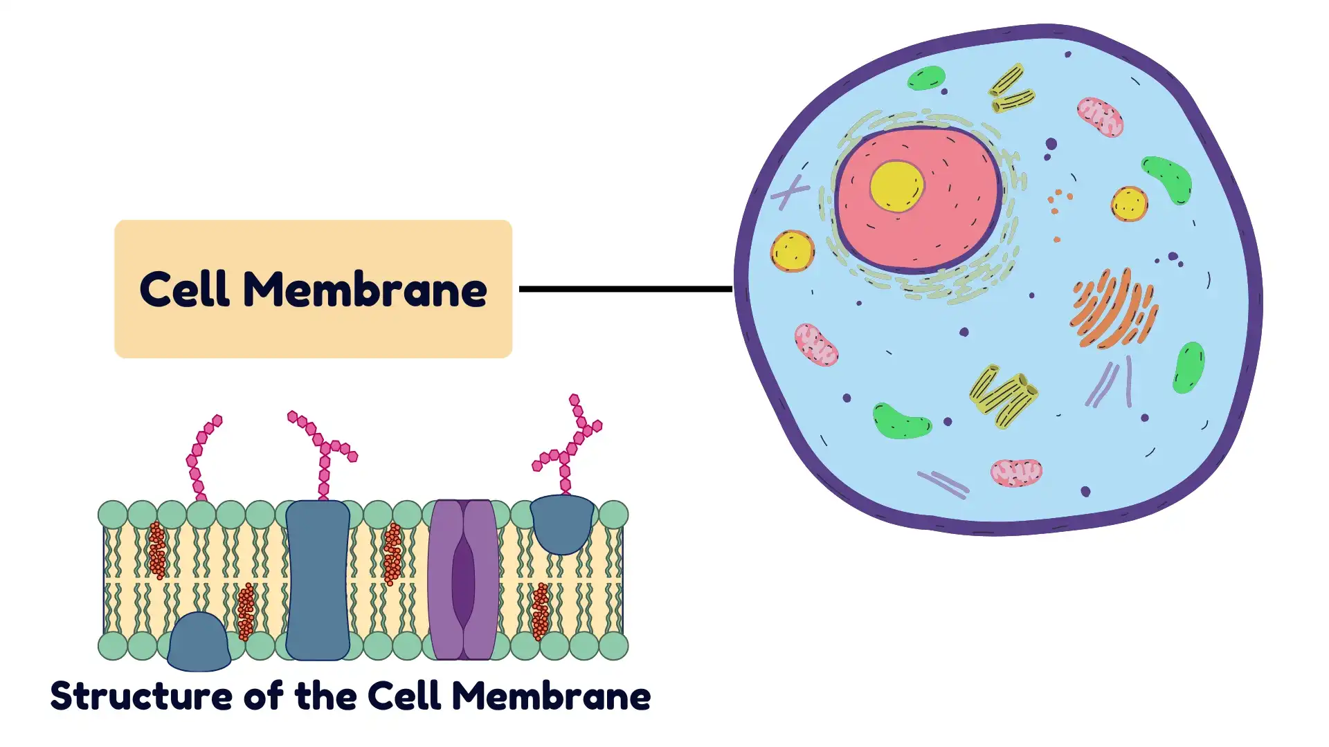 Cell Membrane