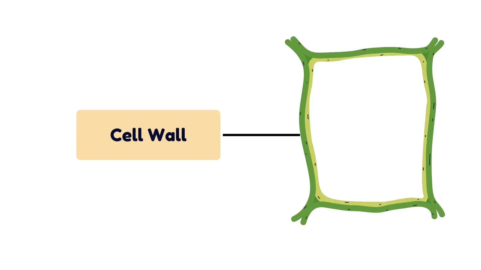 Cell Wall