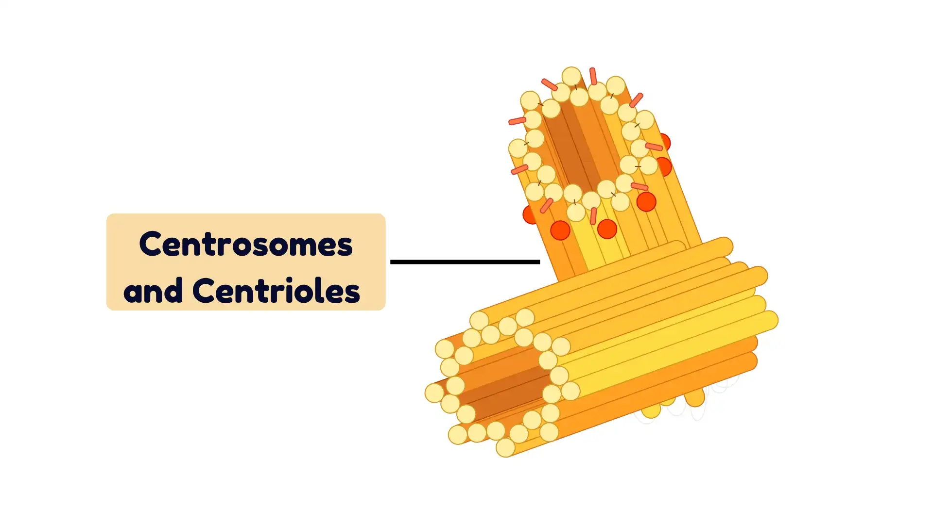 Centrosomes and Centrioles
