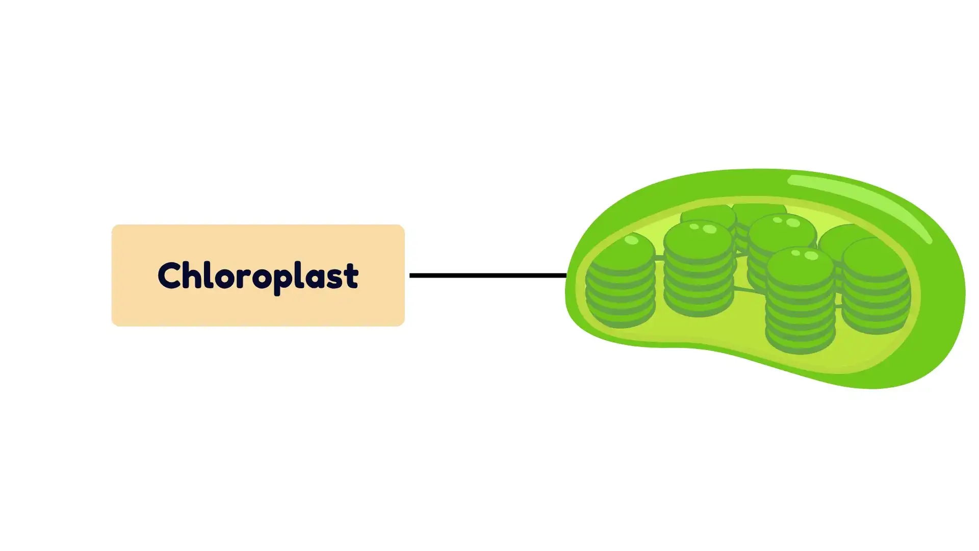Chloroplasts