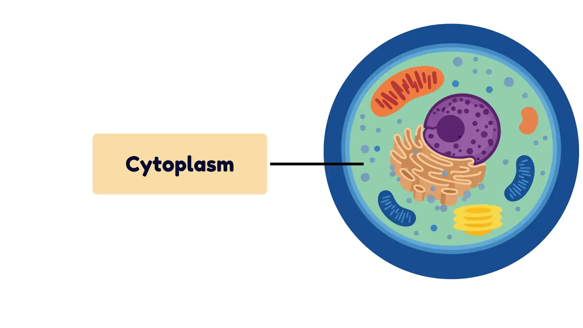 Cytoplasm