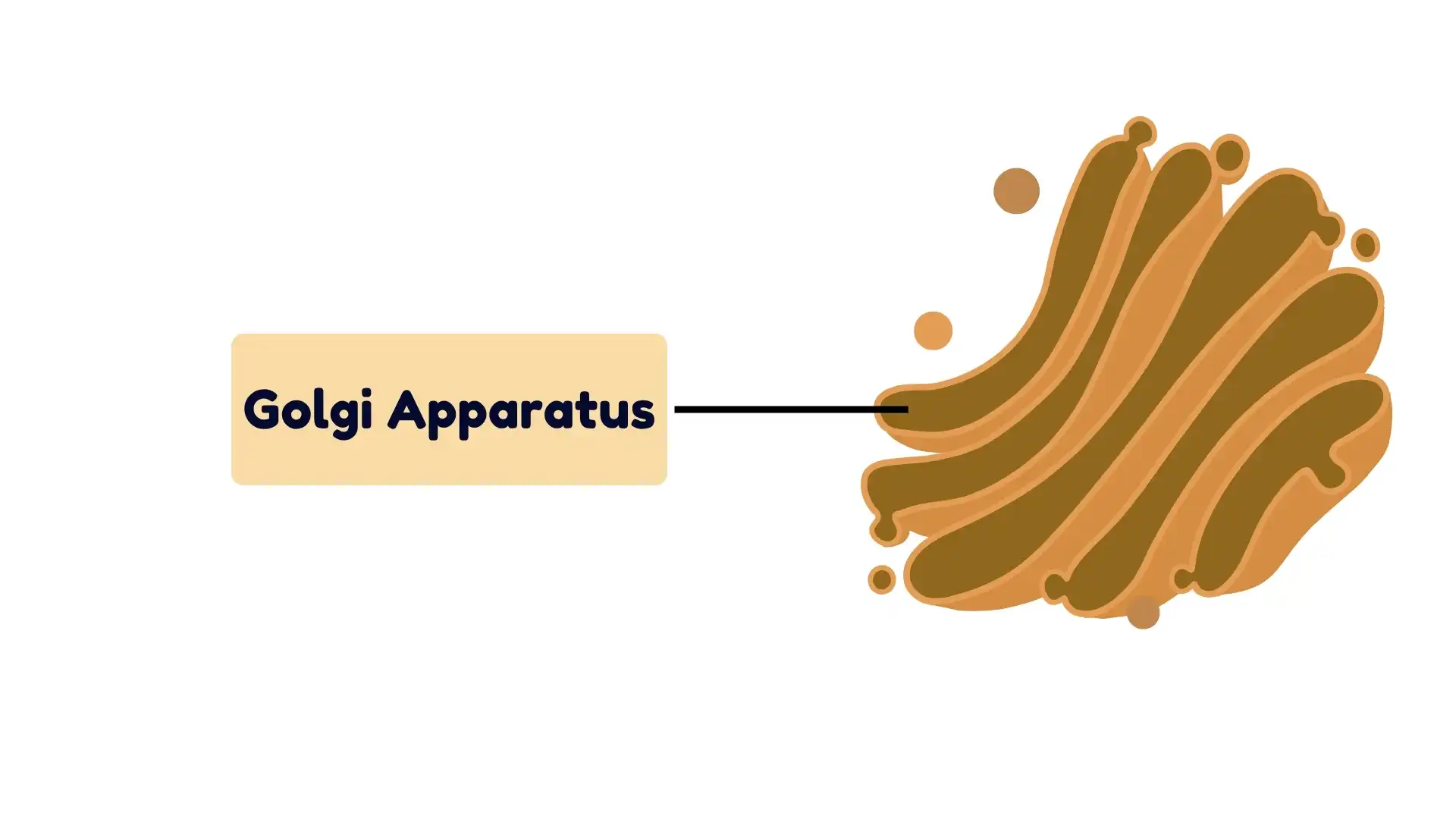 Golgi Apparatus