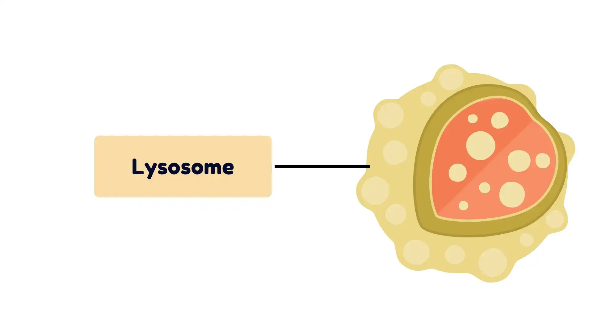 Lysosomes