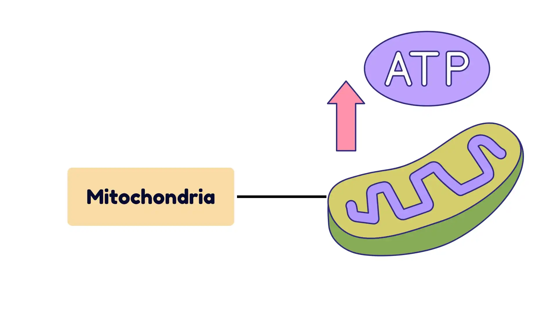 Mitochondria