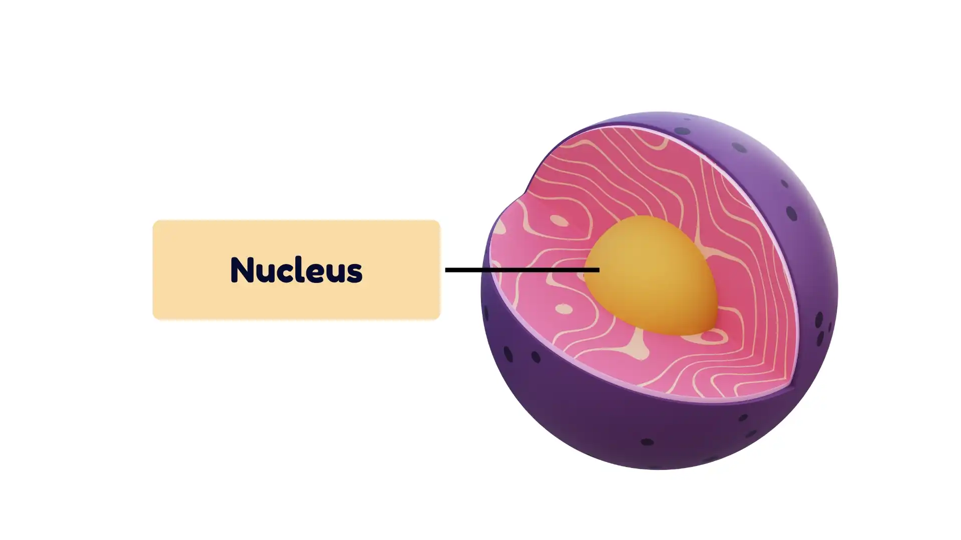 Nucleus