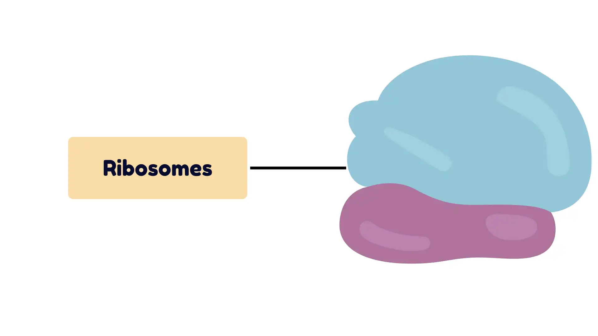 Ribosomes